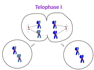 Telophase I
 