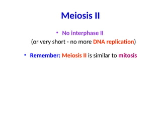 Meiosis II
• No interphase II
(or very short - no more DNA replication)
• Remember: Meiosis II is similar to mitosis
 