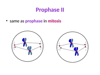 Prophase II
• same as prophase in mitosis
 