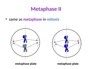 Metaphase II
• same as metaphase in mitosis
metaphase plate
metaphase plate
 