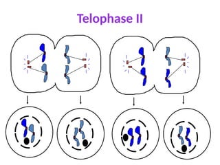 Telophase II
 