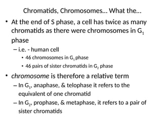 • At the end of S phase, a cell has twice as many
chromatids as there were chromosomes in G1
phase
– i.e. - human cell
• 46 chromosomes in G1 phase
• 46 pairs of sister chromatids in G2 phase
• chromosome is therefore a relative term
– In G1, anaphase, & telophase it refers to the
equivalent of one chromatid
– In G2, prophase, & metaphase, it refers to a pair of
sister chromatids
Chromatids, Chromosomes… What the…
 