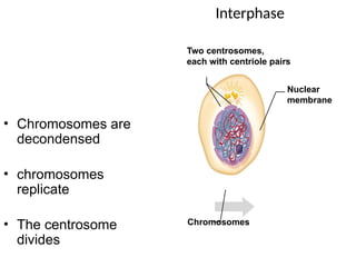 Interphase
• Chromosomes are
decondensed
• chromosomes
replicate
• The centrosome
divides
Nuclear
membrane
Chromosomes
Two centrosomes,
each with centriole pairs
 