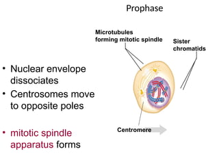 Prophase
• Nuclear envelope
dissociates
• Centrosomes move
to opposite poles
• mitotic spindle
apparatus forms
Microtubules
forming mitotic spindle Sister
chromatids
Centromere
 