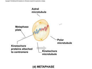 Copyright © The McGraw-Hill Companies, Inc. Permission required for reproduction or display.
Polar
microtubule
Kinetochore
proteins attached
to centromere Kinetochore
microtubule
Astral
microtubule
Metaphase
plate
(d) METAPHASE
 