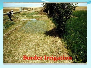 Border Irrigation
 