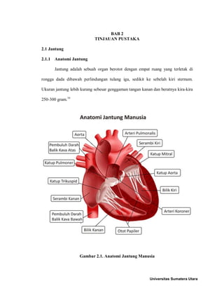 BAB 2
TINJAUAN PUSTAKA
2.1 Jantung
2.1.1 Anatomi Jantung
Jantung adalah sebuah organ berotot dengan empat ruang yang terletak di
rongga dada dibawah perlindungan tulang iga, sedikit ke sebelah kiri sternum.
Ukuran jantung lebih kurang sebesar genggaman tangan kanan dan beratnya kira-kira
250-300 gram.16
Gambar 2.1. Anatomi Jantung Manusia
Universitas Sumatera Utara
 
