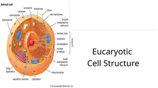 Eucaryotic
Cell Structure
 