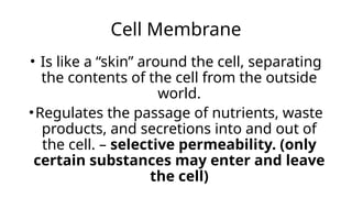 Cell Membrane
• Is like a “skin” around the cell, separating
the contents of the cell from the outside
world.
•Regulates the passage of nutrients, waste
products, and secretions into and out of
the cell. – selective permeability. (only
certain substances may enter and leave
the cell)
 