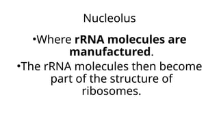 Nucleolus
•Where rRNA molecules are
manufactured.
•The rRNA molecules then become
part of the structure of
ribosomes.
 