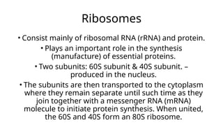 Ribosomes
• Consist mainly of ribosomal RNA (rRNA) and protein.
• Plays an important role in the synthesis
(manufacture) of essential proteins.
• Two subunits: 60S subunit & 40S subunit. –
produced in the nucleus.
• The subunits are then transported to the cytoplasm
where they remain separate until such time as they
join together with a messenger RNA (mRNA)
molecule to initiate protein synthesis. When united,
the 60S and 40S form an 80S ribosome.
 
