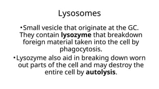 Lysosomes
•Small vesicle that originate at the GC.
They contain lysozyme that breakdown
foreign material taken into the cell by
phagocytosis.
•Lysozyme also aid in breaking down worn
out parts of the cell and may destroy the
entire cell by autolysis.
 