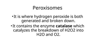 Peroxisomes
•It is where hydrogen peroxide is both
generated and broken down.
•It contains the enzyme catalase which
catalyzes the breakdown of H2O2 into
H2O and O2.
 