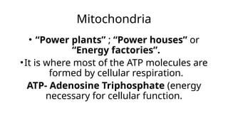 Mitochondria
• “Power plants” ; “Power houses” or
“Energy factories”.
•It is where most of the ATP molecules are
formed by cellular respiration.
ATP- Adenosine Triphosphate (energy
necessary for cellular function.
 