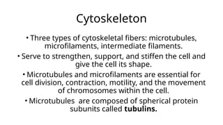 Cytoskeleton
• Three types of cytoskeletal fibers: microtubules,
microfilaments, intermediate filaments.
• Serve to strengthen, support, and stiffen the cell and
give the cell its shape.
• Microtubules and microfilaments are essential for
cell division, contraction, motility, and the movement
of chromosomes within the cell.
• Microtubules are composed of spherical protein
subunits called tubulins.
 