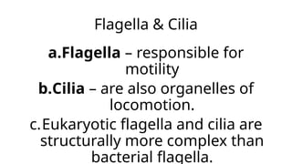 Flagella & Cilia
a.Flagella – responsible for
motility
b.Cilia – are also organelles of
locomotion.
c.Eukaryotic flagella and cilia are
structurally more complex than
bacterial flagella.
 