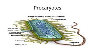 Procaryotes
 