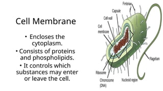 Cell Membrane
• Encloses the
cytoplasm.
• Consists of proteins
and phospholipids.
• It controls which
substances may enter
or leave the cell.
 