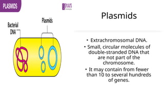 Plasmids
• Extrachromosomal DNA.
• Small, circular molecules of
double-stranded DNA that
are not part of the
chromosome.
• It may contain from fewer
than 10 to several hundreds
of genes.
 
