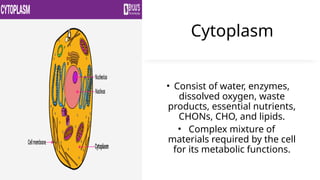 Cytoplasm
• Consist of water, enzymes,
dissolved oxygen, waste
products, essential nutrients,
CHONs, CHO, and lipids.
• Complex mixture of
materials required by the cell
for its metabolic functions.
 