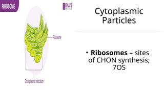 Cytoplasmic
Particles
• Ribosomes – sites
of CHON synthesis;
7OS
 