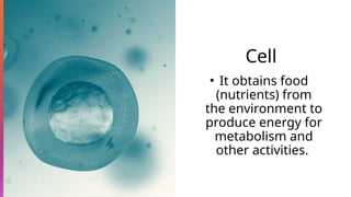 Cell
• It obtains food
(nutrients) from
the environment to
produce energy for
metabolism and
other activities.
 