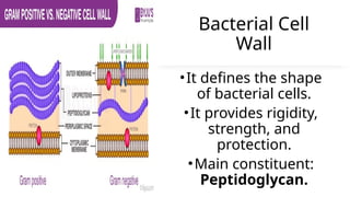 Bacterial Cell
Wall
•It defines the shape
of bacterial cells.
•It provides rigidity,
strength, and
protection.
•Main constituent:
Peptidoglycan.
 