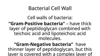 Bacterial Cell Wall
Cell walls of bacteria:
“Gram-Positive bacteria” – have thick
layer of peptidoglycan combined with
teichoic acid and lipoteichoic acid
molecules.
“Gram-Negative bacteria” have
thinner layer of peptidoglycan, but this
layer is covered with a complex layer of
 