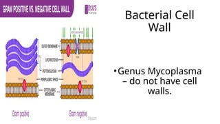 Bacterial Cell
Wall
•Genus Mycoplasma
– do not have cell
walls.
 
