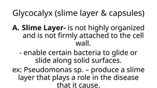 Glycocalyx (slime layer & capsules)
A. Slime Layer- is not highly organized
and is not firmly attached to the cell
wall.
- enable certain bacteria to glide or
slide along solid surfaces.
ex: Pseudomonas sp. – produce a slime
layer that plays a role in the disease
that it cause.
 