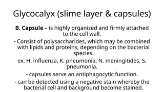 Glycocalyx (slime layer & capsules)
B. Capsule – is highly organized and firmly attached
to the cell wall.
- Consist of polysaccharides, which may be combined
with lipids and proteins, depending on the bacterial
species.
ex: H. influenza, K. pneumonia, N. meningitides, S.
pneumonia.
- capsules serve an antiphagocytic function.
- can be detected using a negative stain whereby the
bacterial cell and background become stained.
 