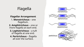Flagella
Flagellar Arrangement
1. Monotrichous – one
flagellum.
2. Amphitrichous – one or
more flagella at each end.
3. Lophotrichous – a tuft
of flagella at one end.
4. Peritrichous – flagella
all over the surface.
 
