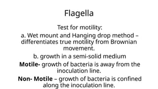 Flagella
Test for motility:
a. Wet mount and Hanging drop method –
differentiates true motility from Brownian
movement.
b. growth in a semi-solid medium
Motile- growth of bacteria is away from the
inoculation line.
Non- Motile – growth of bacteria is confined
along the inoculation line.
 