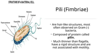 Pili (Fimbriae)
- Are hair-like structures, most
often observed on Gram (-)
bacteria.
- Composed of protein called
pilin.
- Much thinner than flagella,
have a rigid structure and are
not associated with motility.
 