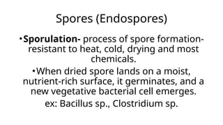 Spores (Endospores)
•Sporulation- process of spore formation-
resistant to heat, cold, drying and most
chemicals.
•When dried spore lands on a moist,
nutrient-rich surface, it germinates, and a
new vegetative bacterial cell emerges.
ex: Bacillus sp., Clostridium sp.
 