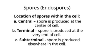 Spores (Endospores)
Location of spores within the cell:
a. Central – spore is produced at the
center of cell.
b. Terminal – spore is produced at the
very end of cell.
c. Subterminal - spore is produced
elsewhere in the cell.
 