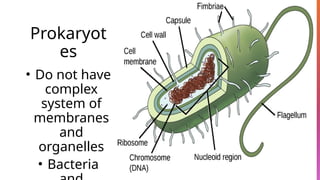 Prokaryot
es
• Do not have
complex
system of
membranes
and
organelles
• Bacteria
 