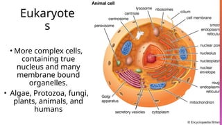 Eukaryote
s
• More complex cells,
containing true
nucleus and many
membrane bound
organelles.
• Algae, Protozoa, fungi,
plants, animals, and
humans
 