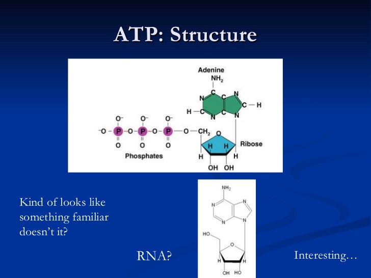 Chapter ii (proteins nucleic acids and atp)
