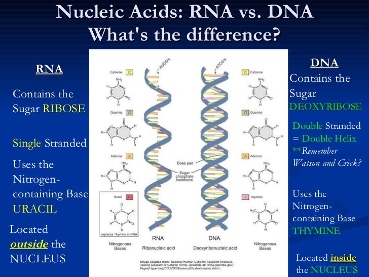 Chapter ii (proteins nucleic acids and atp)