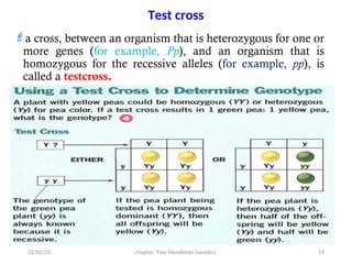 Test Cross Bio chapter II revised.ppt Understanding the Mechanism | PPT