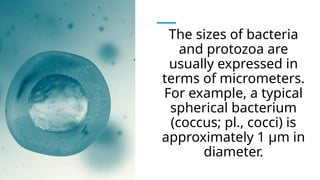 The sizes of bacteria
and protozoa are
usually expressed in
terms of micrometers.
For example, a typical
spherical bacterium
(coccus; pl., cocci) is
approximately 1 μm in
diameter.
 