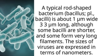 A typical rod-shaped
bacterium (bacillus; pl.,
bacilli) is about 1 μm wide
3 3 μm long, although
some bacilli are shorter,
and some form very long
filaments. The sizes of
viruses are expressed in
terms of nanometers.
 