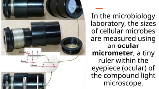 In the microbiology
laboratory, the sizes
of cellular microbes
are measured using
an ocular
micrometer, a tiny
ruler within the
eyepiece (ocular) of
the compound light
microscope.
 