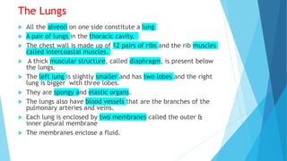 The Lungs
 All the alveoli on one side constitute a lung
 A pair of lungs in the thoracic cavity.
 The chest wall is made up of 12 pairs of ribs and the rib muscles
called intercoastal muscles.
 A thick muscular structure, called diaphragm, is present below
the lungs.
 The left lung is slightly smaller and has two lobes and the right
lung is bigger with three lobes.
 They are spongy and elastic organs.
 The lungs also have blood vessels that are the branches of the
pulmonary arteries and veins.
 Each lung is enclosed by two membranes called the outer &
inner pleural membrane
 The membranes enclose a fluid.
 