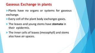 Gaseous Exchange in plants
Plants have no organs or systems for gaseous
exchange.
Every cell of the plant body exchanges gases.
 The leaves and young stems have stomata in
their epidermis.
 The inner cells of leaves (mesophyll) and stems
also have air spaces.
 