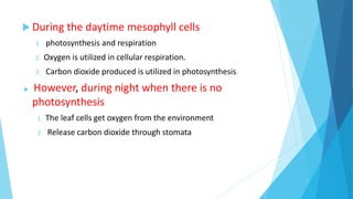  During the daytime mesophyll cells
1. photosynthesis and respiration
2. Oxygen is utilized in cellular respiration.
3. Carbon dioxide produced is utilized in photosynthesis.
 However, during night when there is no
photosynthesis
1. The leaf cells get oxygen from the environment
2. Release carbon dioxide through stomata
 