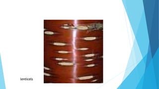 lenticels
 