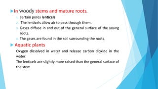 In woody stems and mature roots,
1. certain pores lenticels
2. The lenticels allow air to pass through them.
3. Gases diffuse in and out of the general surface of the young
roots.
4. The gases are found in the soil surrounding the roots.
 Aquatic plants
Oxygen dissolved in water and release carbon dioxide in the
water.
The lenticels are slightly more raised than the general surface of
the stem
 
