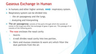 Gaseous Exchange in Human
 In humans and other higher animals respiratory system.
 Respiratory system can be divided into
1. the air passageway and the lungs.
2. Analyzing and Interpreting
 The air passageway consists of the parts through which the outside air
comes in the lungs and after the exchange of gases it goes out. This passage of air
consists of the following parts.
1. The nose encloses the nasal cavity
I. Nostrils
II. A wall divides nasal cavity into two portion,
III. Hairs and mucous (moisten & warm air) which filter the
dust particles from the air.
 